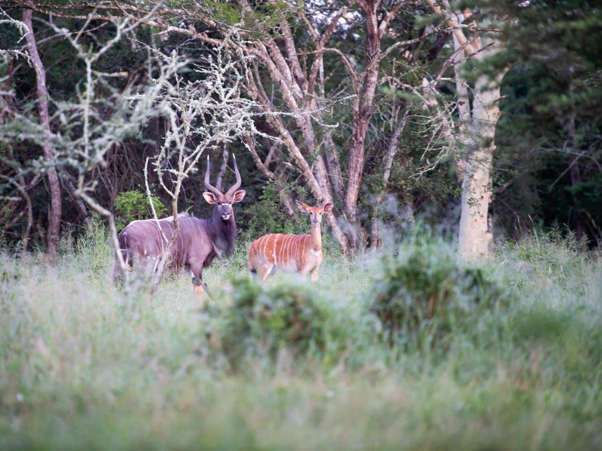 Zululand Lodge Hluhluwe Eksteriør billede