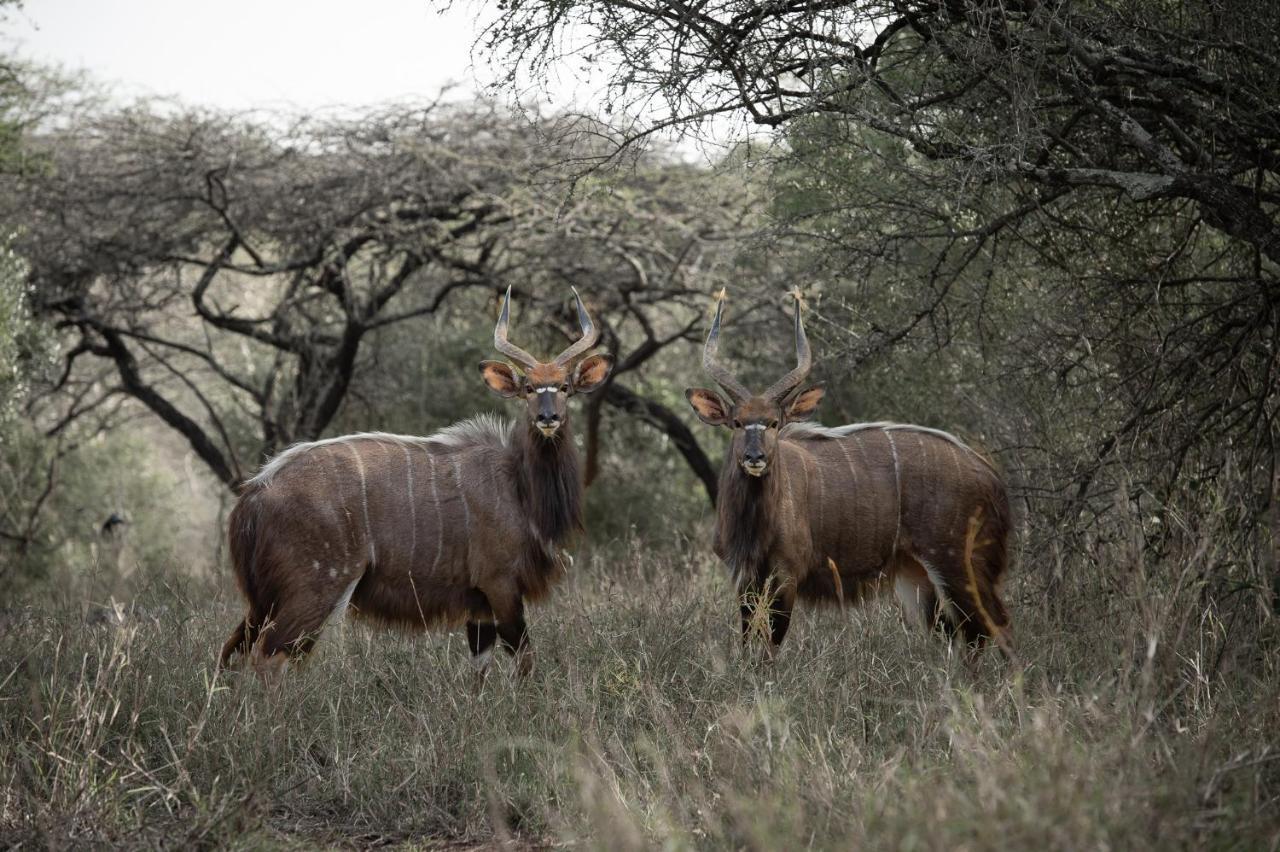 Zululand Lodge Hluhluwe Eksteriør billede