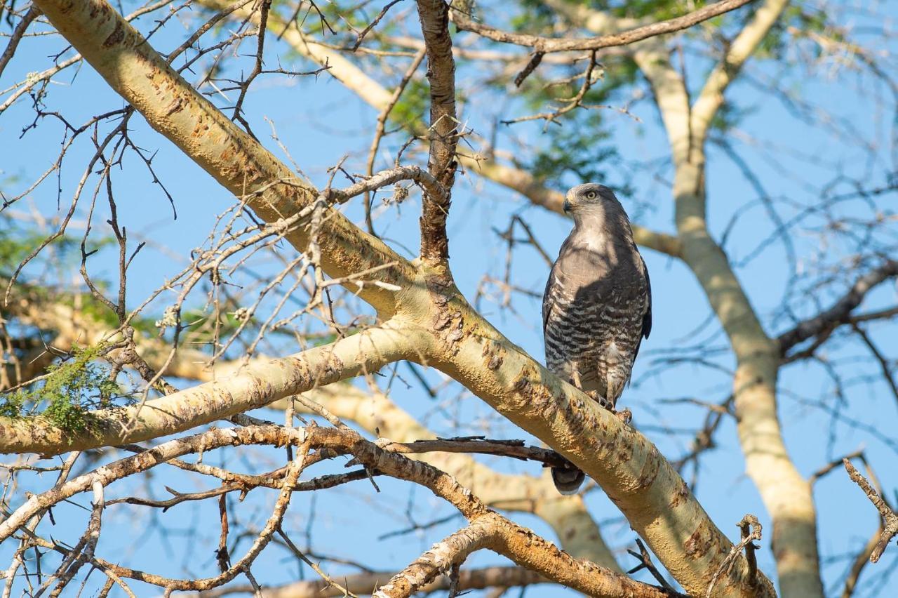 Zululand Lodge Hluhluwe Eksteriør billede