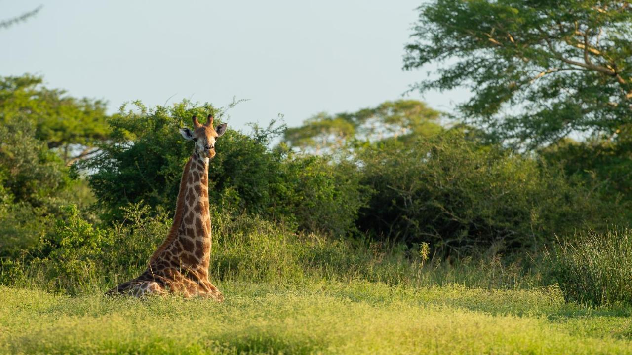 Zululand Lodge Hluhluwe Eksteriør billede